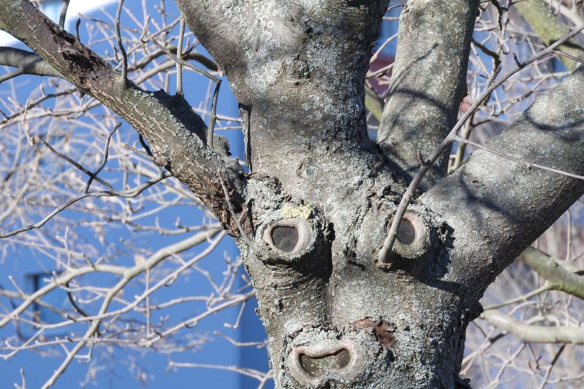 Baumgesichter Zwickau