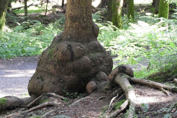 Galerie – Imaginäre Tiere und Wesen mit Videos