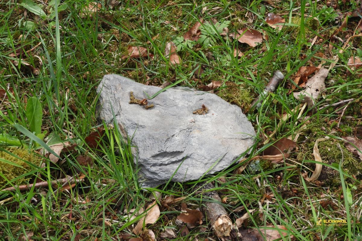 Steingesichter Waldbaden und anderswo