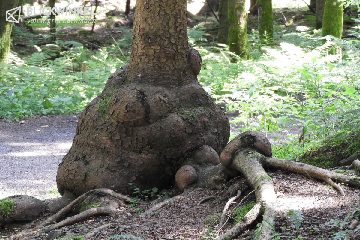 Imaginäre Tiere und Wesen mit Videos