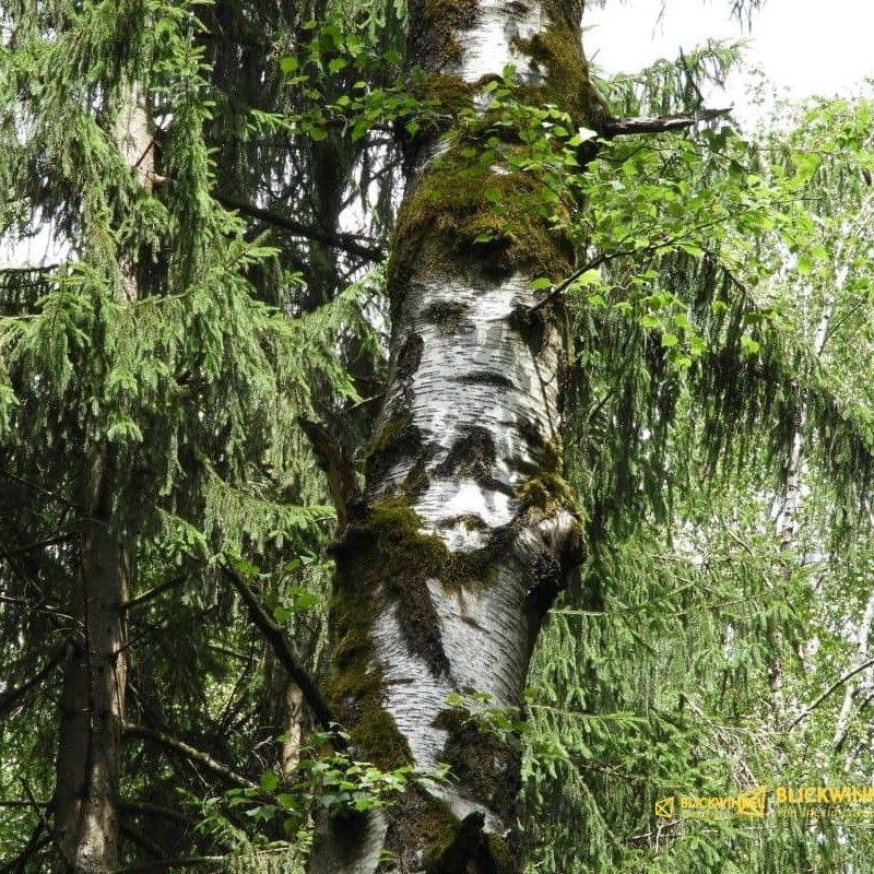 Baumgesichter Waldbaden