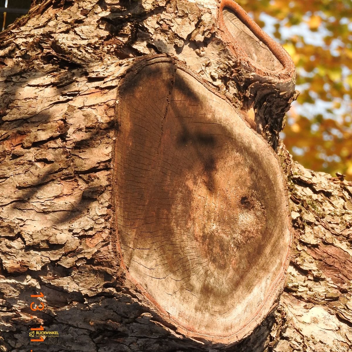 Baumgesichter auf Reisen